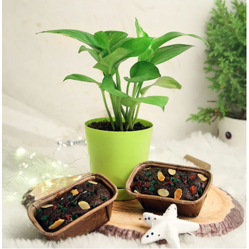 New Year Sweet Gifts